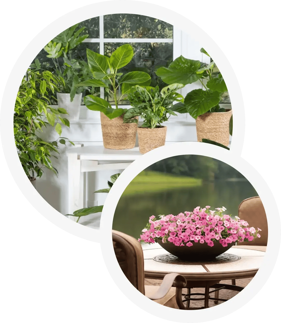 plant-collage-plant-on-table-other-flower-on-tabe-outside